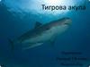 Тигрова акула.  7 клас