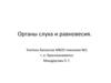 Органы слуха и равновесия
