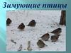 Зимующие птицы