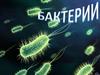 Особенности строения клетки бактерии