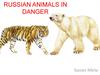 Russian animals in danger