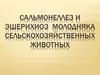 Сальмонеллез и эшерихиоз  молодняка сельскохозяйственных животных