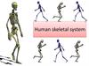 Human skeletal system (HSS)