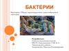 Бактерии. Общая характеристика, многообразие и значение
