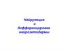 Нейруляция и дифференцировка нейроэктодермы