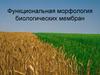 Функциональная морфология биологических мембран