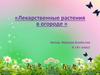 Лекарственные растения в огороде. 4 класс