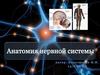 Анатомия нервной системы