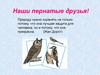 Наши пернатые друзья