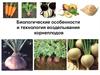 Биологические особенности и технология возделывания корнеплодов
