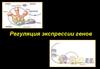 Регуляция экспрессии генов
