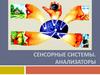 Сенсорные системы. Анализаторы