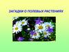 Загадки о полевых растениях