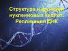Структура и функции нуклеиновых кислот. Репликация ДНК
