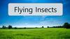 Flying Insects