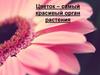 Цветок – самый красивый орган растения