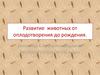 Стадии развития животных от оплодотворения до рождения