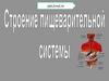 Строение пищеварительной системы