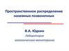 Пространственное распределение наземных позвоночных