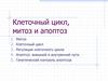 Клеточный цикл, митоз и апоптоз