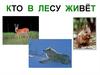 Кто в лесу живёт