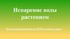 Испарение воды растением