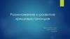 Хрящевые ганоиды. Размножение и развитие