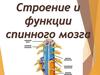 Строение и функции спинного мозга