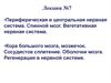 Периферическая и центральная нервная система. Спинной мозг. Вегетативная нервная система. Лекция №7