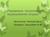 Передовые технологии выращивание огурца