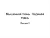 Мышечная ткань. Нервная ткань