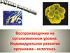 Воспроизведение на организменном уровне. Индивидуальное развитие организма - онтогенез