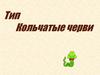 Тип кольчатые черви