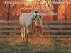 Пираты корпораций 2.  Рейдерский захват племенного конного завода «Зимовниковский»