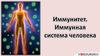 Иммунитет. Иммунная система человека