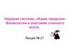 Нервная система, общие сведения. Физиология и анатомия спинного мозга. Лекция № 21