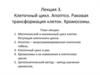 Клеточный цикл. Апоптоз. Раковая трансформация клеток. Хромосомы