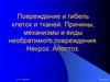 Повреждение и гибель клеток и тканей. Причины, механизмы и виды необратимого повреждения. Некроз. Апоптоз