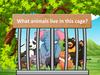 What animals live in this cage