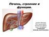 Печень, строение и функции