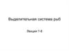 Выделительная система рыб. Лекция 7-8