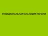 Функциональная анатомия печени