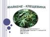 Майкене - клещевина