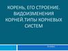 Корень, его строение. Видоизменения корней. Типы корневых систем