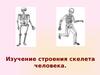Изучение строения скелета человека