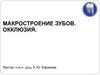 Макростроение зубов. Окклюзия