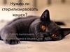 Стерилизация кошек
