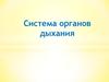 Система органов дыхания