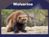 Wolverine К