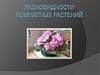 Разновидности комнатных растений